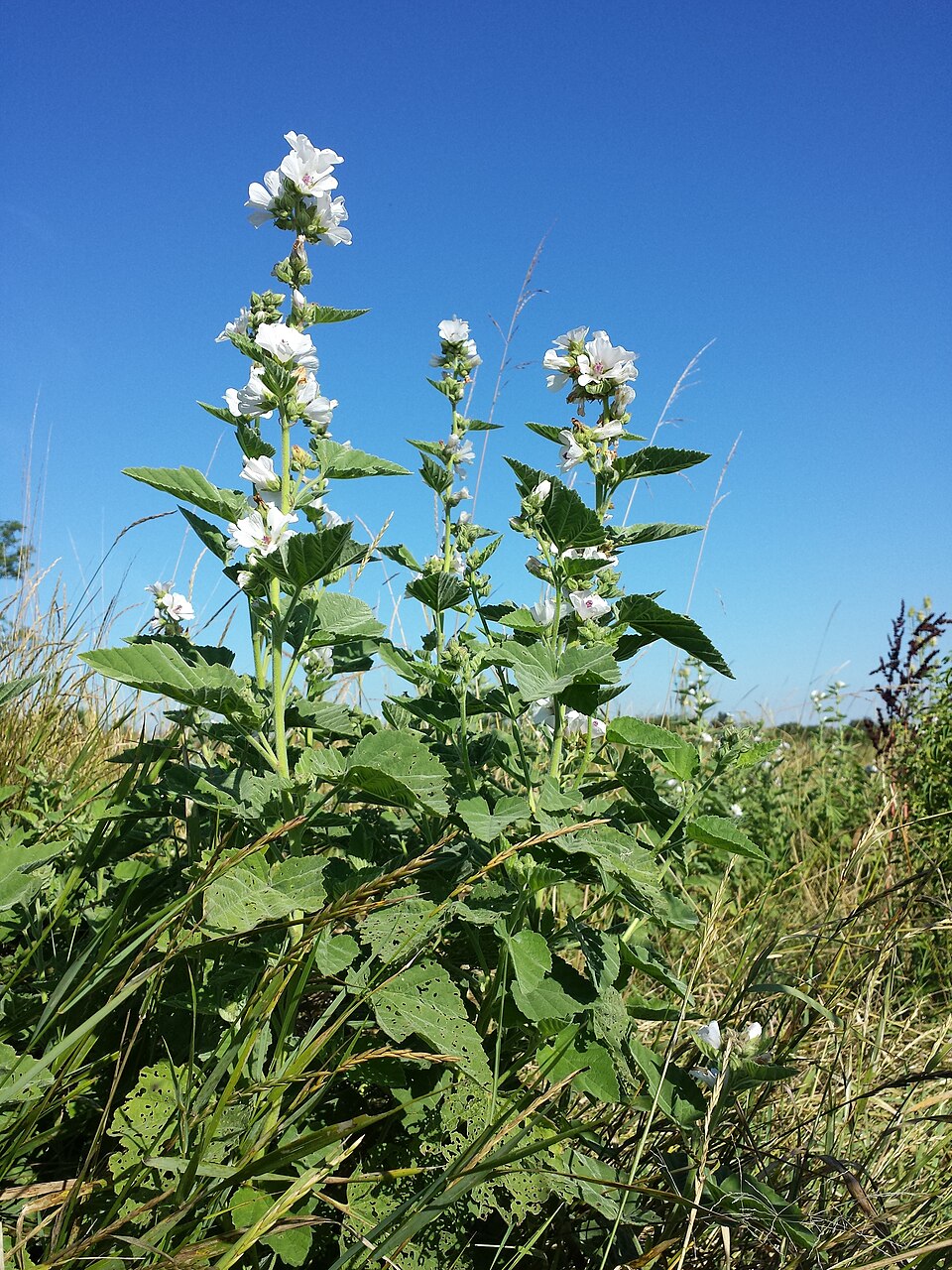 Marsh Mallow