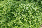 Fool's Watercress