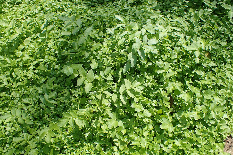 Fool's Watercress