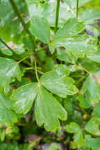 Common Columbine