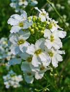 Horseradish