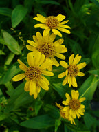 American Arnica