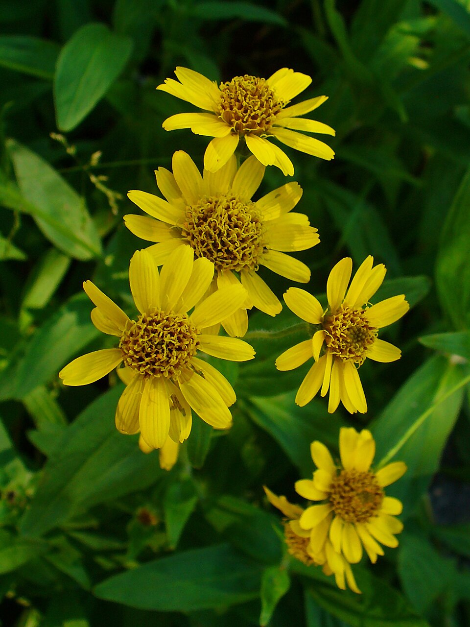 American Arnica