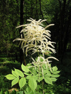 Forest Goat’s Beard