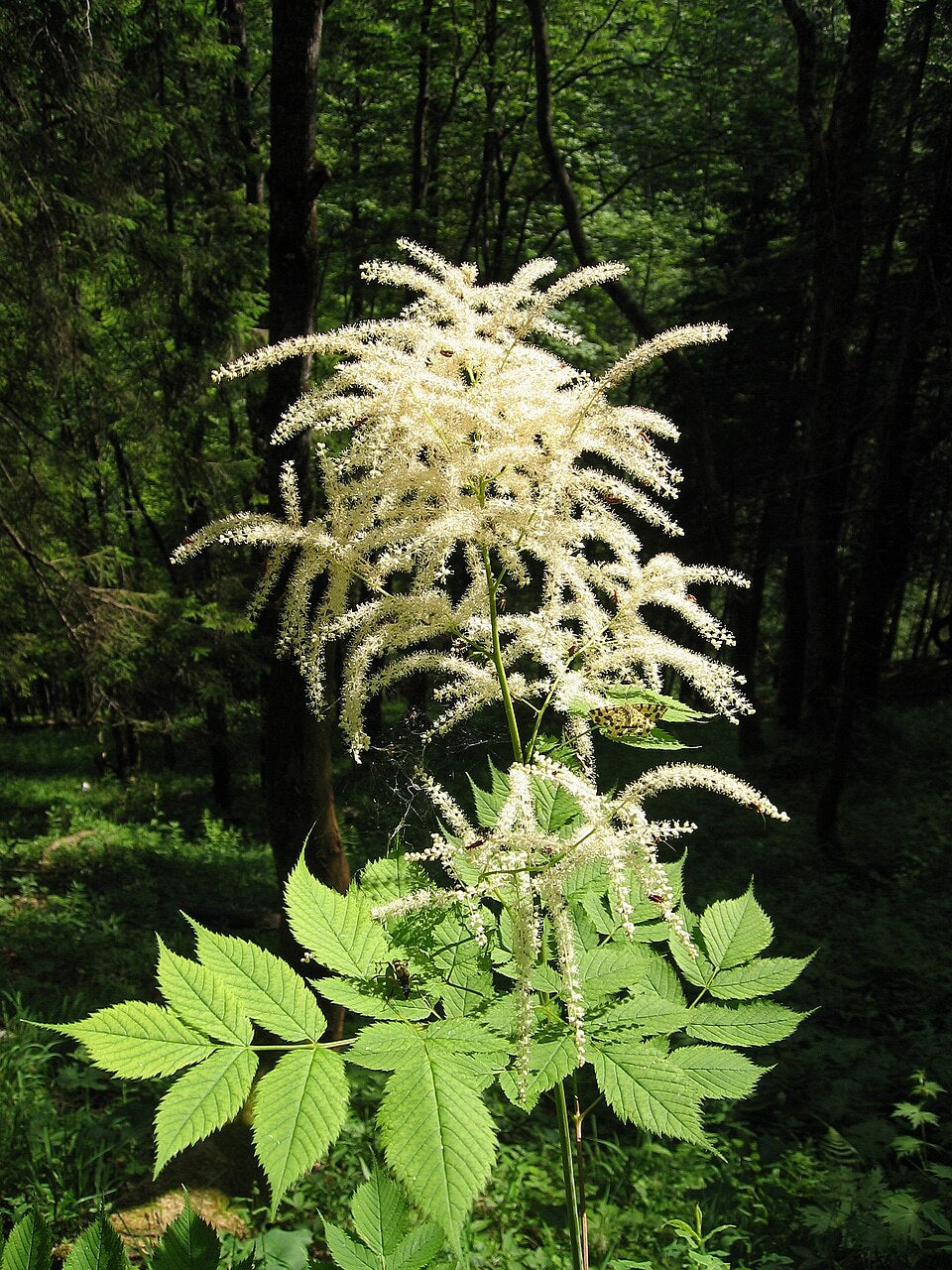 Forest Goat’s Beard