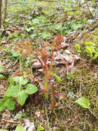 Forest Goat’s Beard
