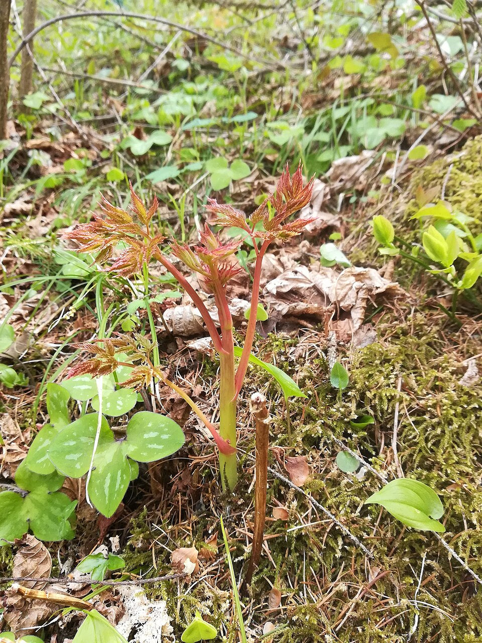 Forest Goat’s Beard