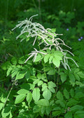 Forest Goat’s Beard