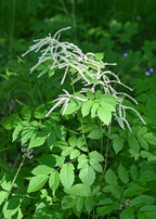 Forest Goat’s Beard