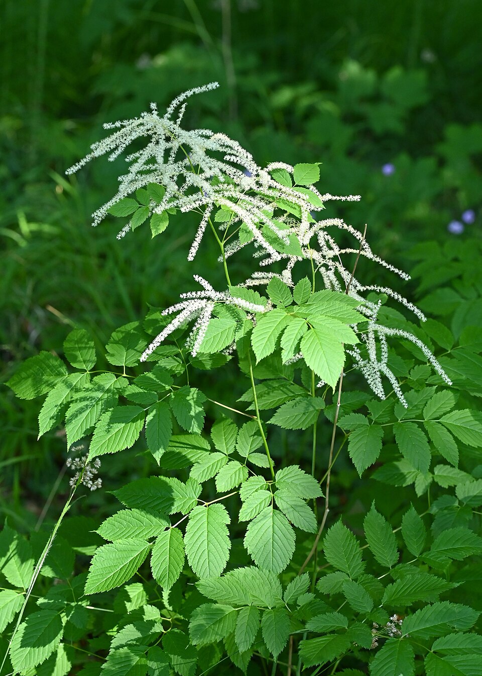 Forest Goat’s Beard