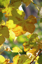 Grape 'Precoce de Malingre'
