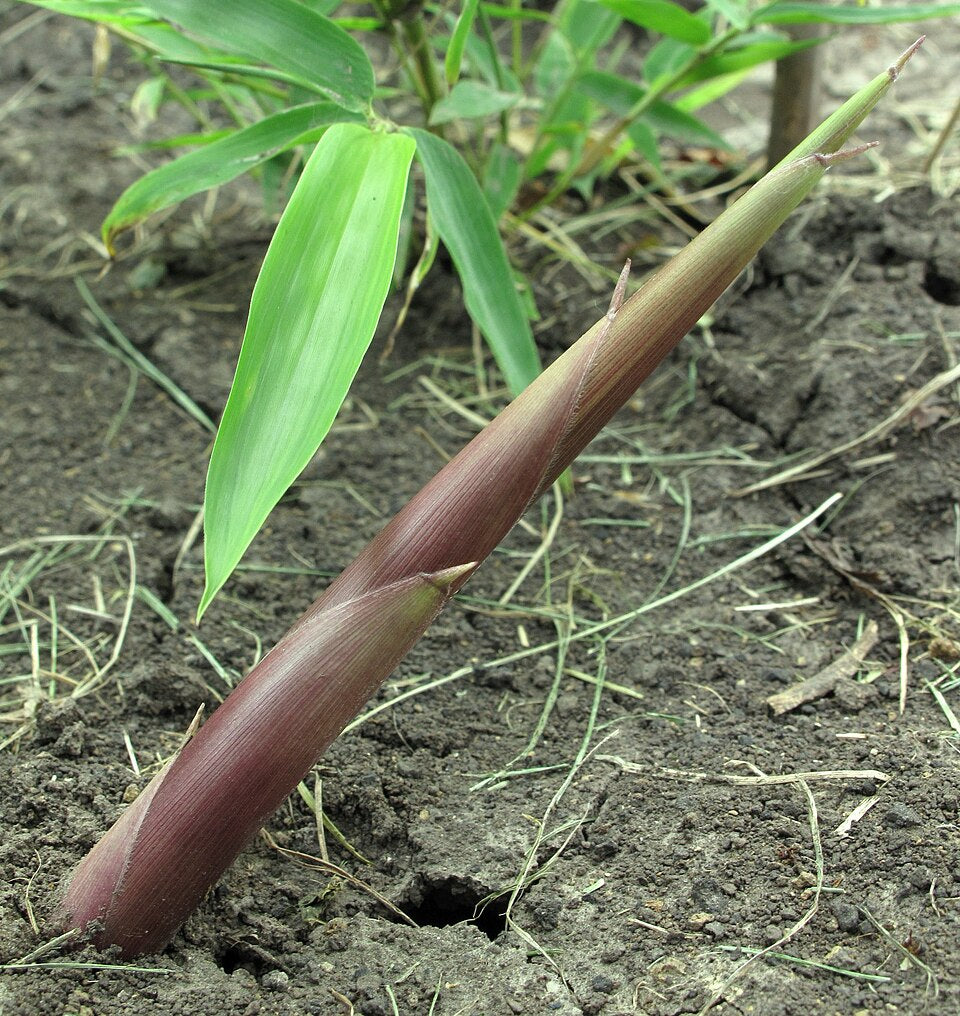 Bisset's Bamboo