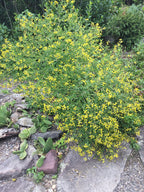 Yellow False Indigo