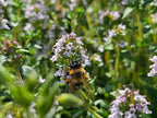 Thyme