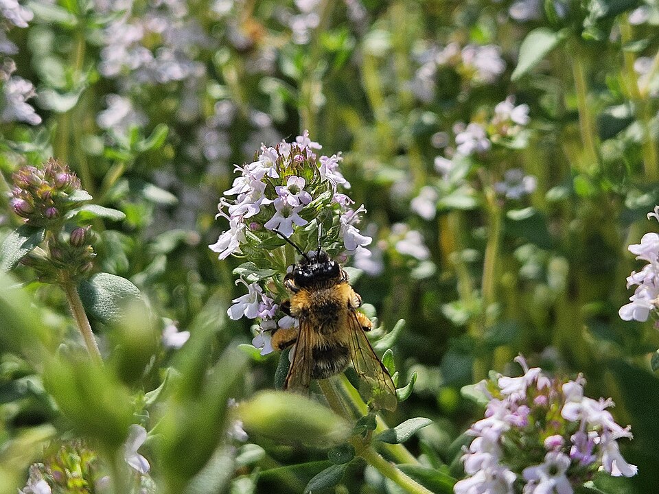 Thyme