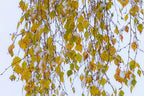 Silver Birch