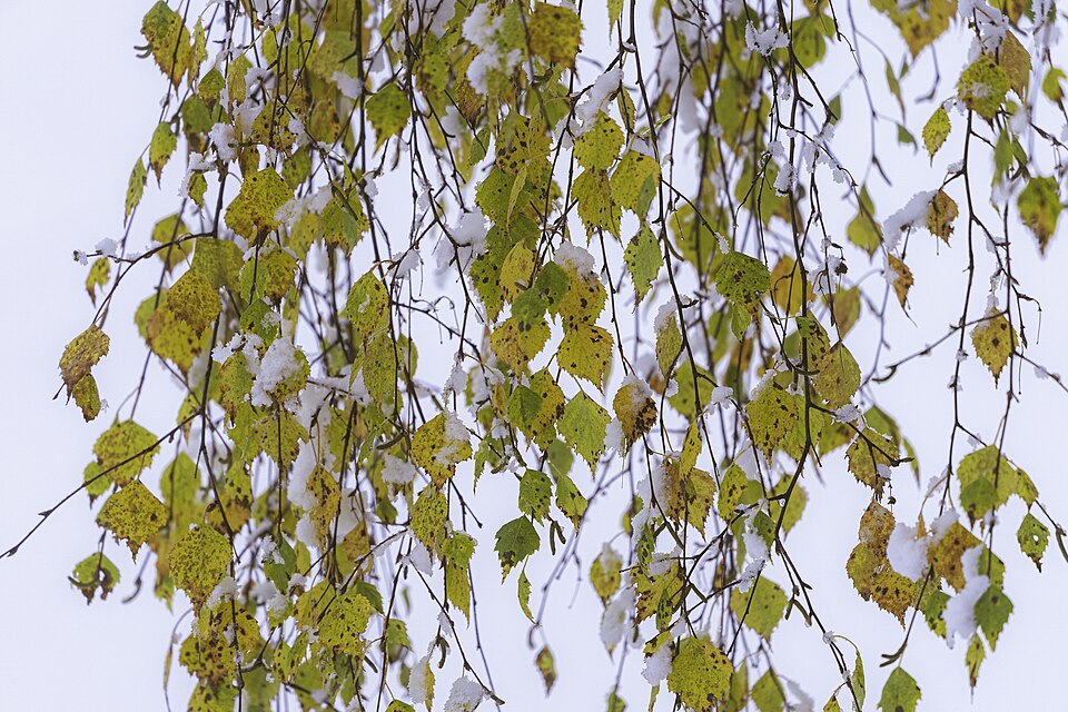 Silver Birch