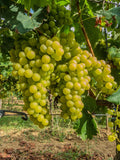 Grape 'Reichensteiner'