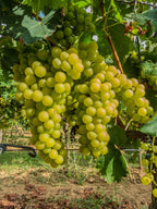 Grape 'Reichensteiner'