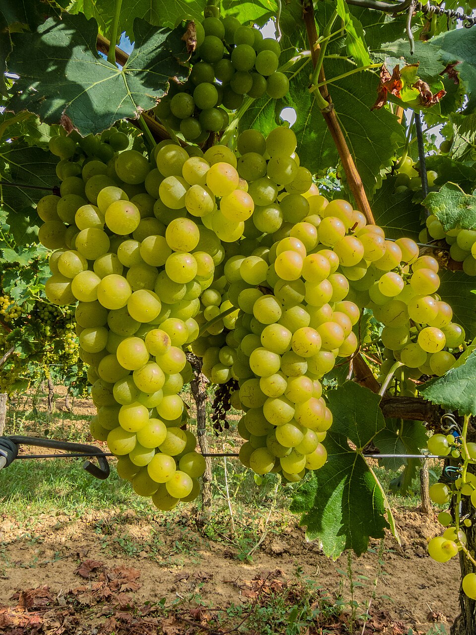 Grape 'Reichensteiner'