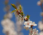 Apricot 'Goldcot'