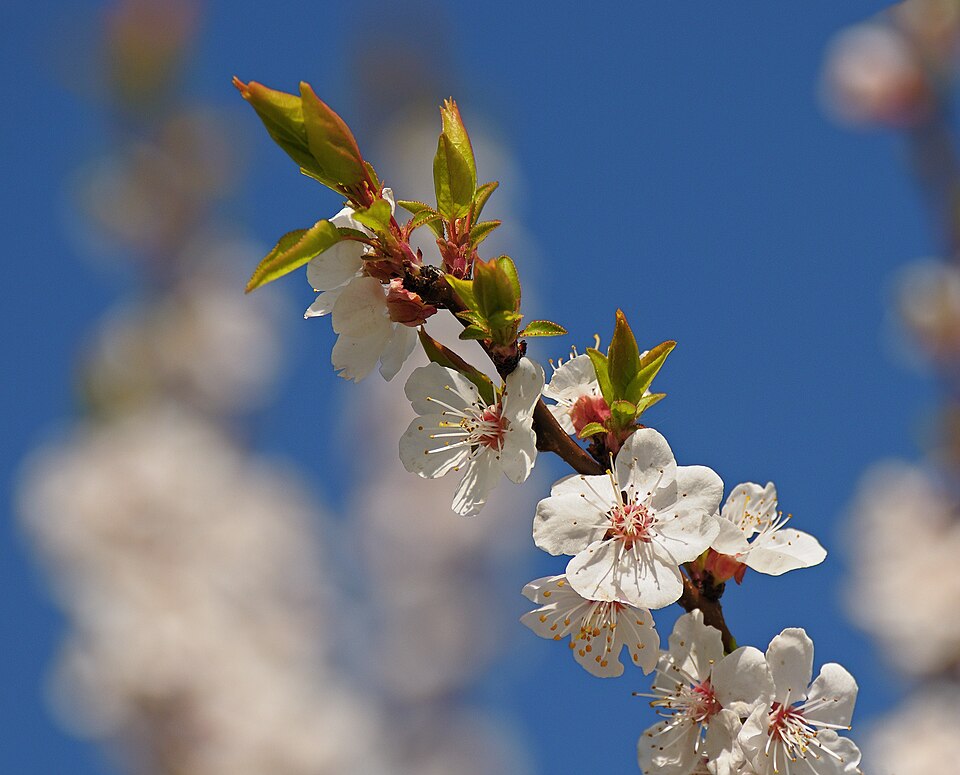 Apricot 'Goldcot'
