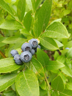 Blueberry 'Dixi'