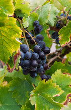 Grape 'Glory of Boskoop'