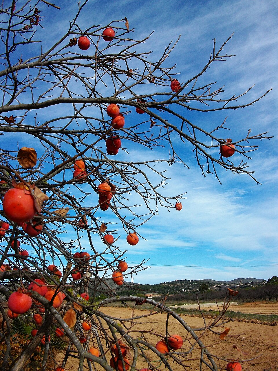 Persimmon 'Nikita's Gift'