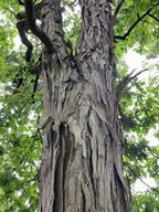 Shagbark Hickory 'Improved'