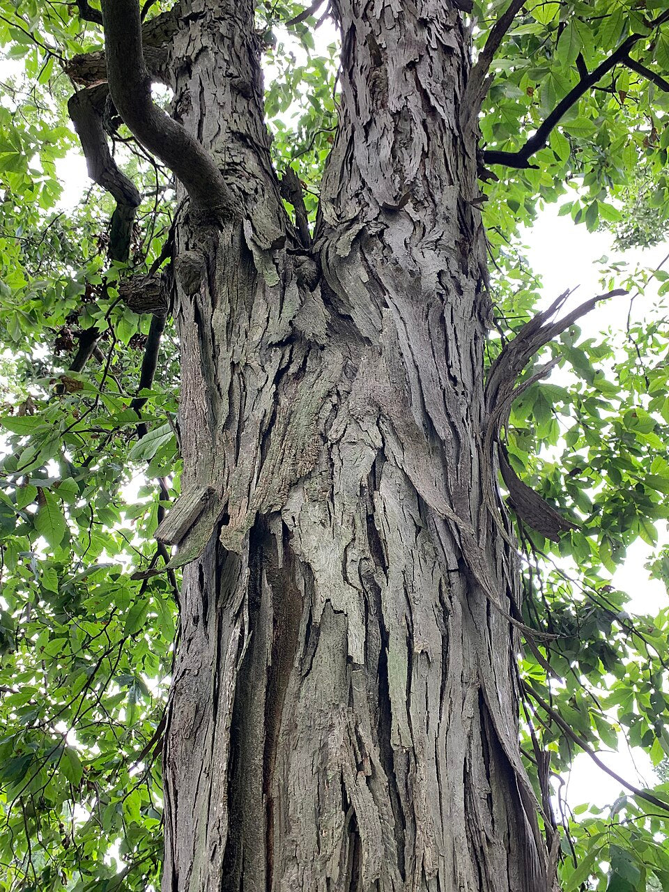 Shagbark Hickory 'Improved'