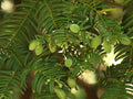 Japanese Plum Yew 'Drupacea'