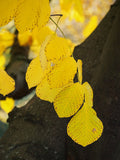 Yellowwood