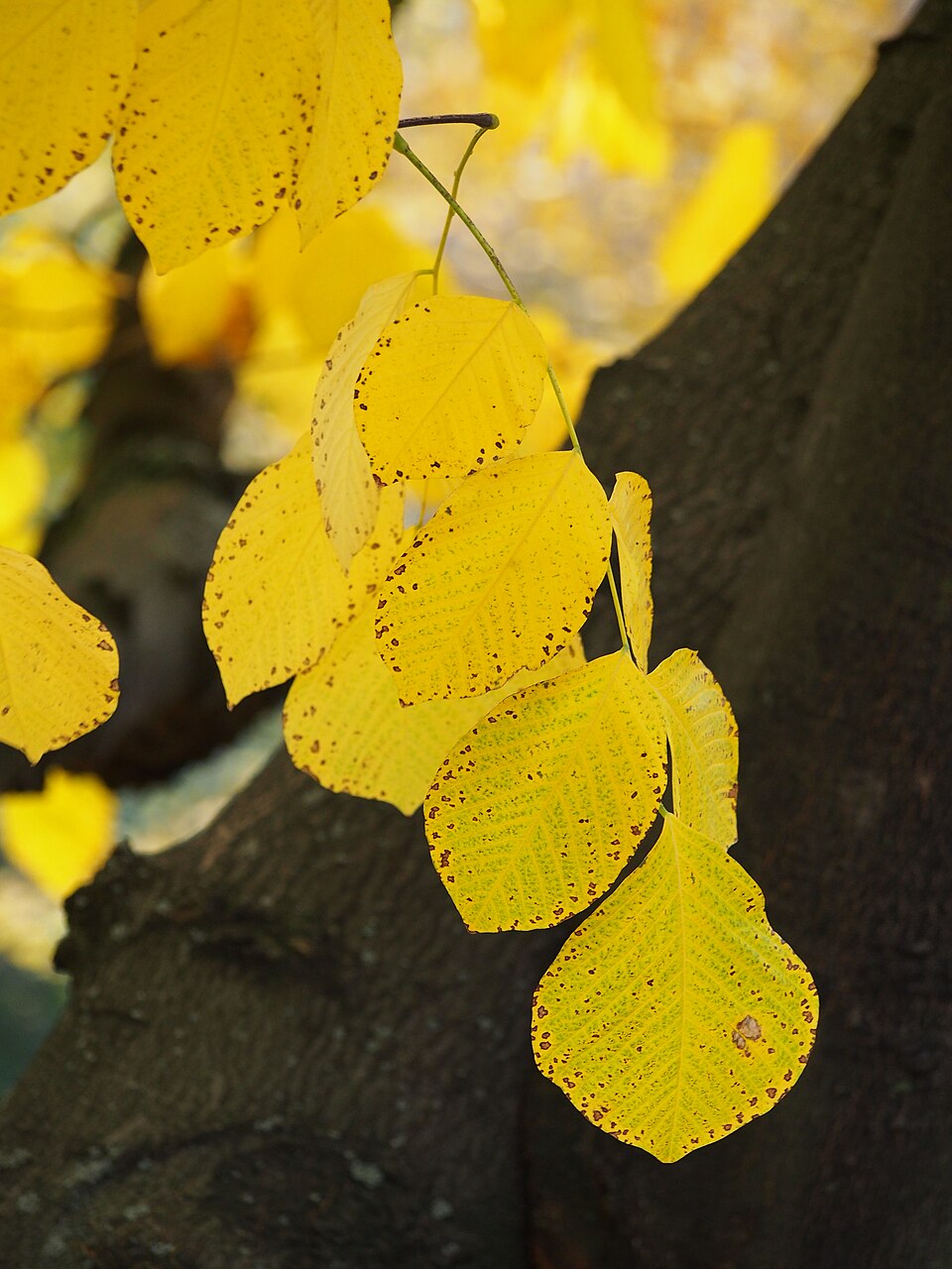 Yellowwood