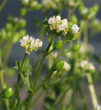 Danish Spoonwort