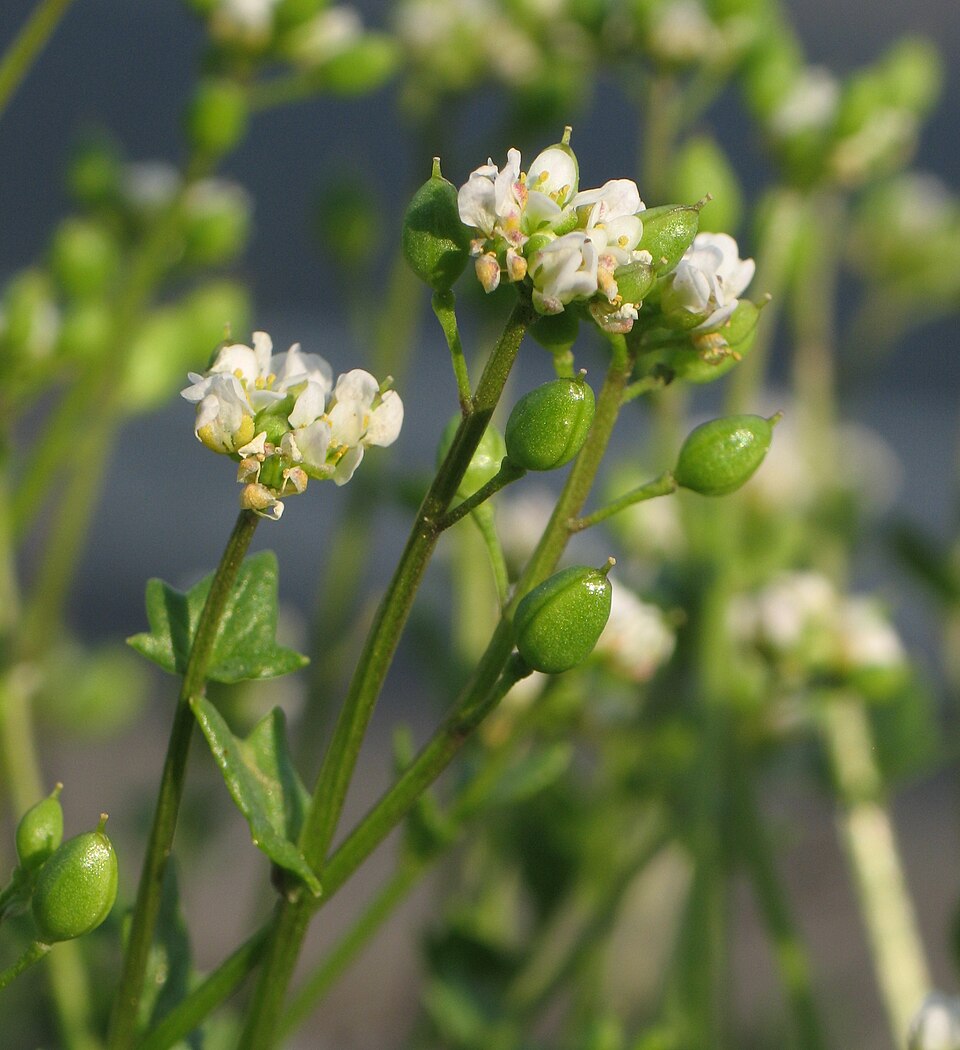 Danish Spoonwort