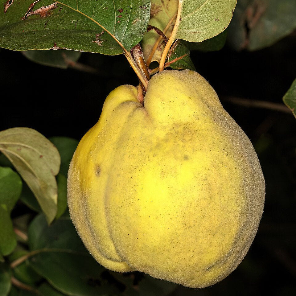 Quince 'Persian'