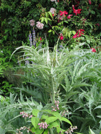 Cardoon 'Rouge d'Alger'
