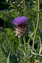 Globe Artichoke 'Romanesco'