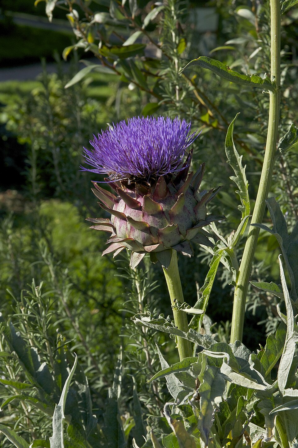 Globe Artichoke 'Romanesco'