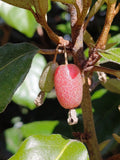 Ebbinge's Silverberry 'Limelight'
