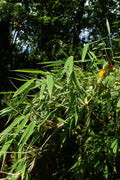 Umbrella Bamboo