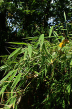 Umbrella Bamboo