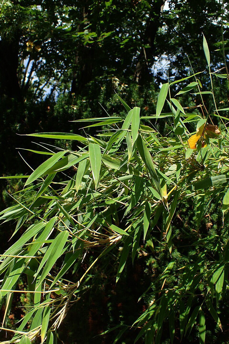 Umbrella Bamboo