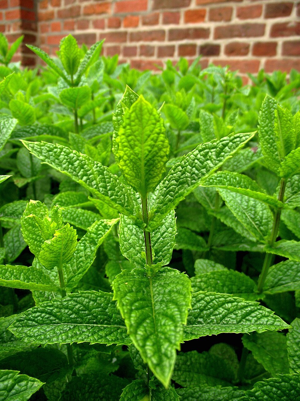 Swiss Mint