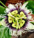 Yellow Passion Fruit