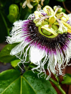 Yellow Passion Fruit