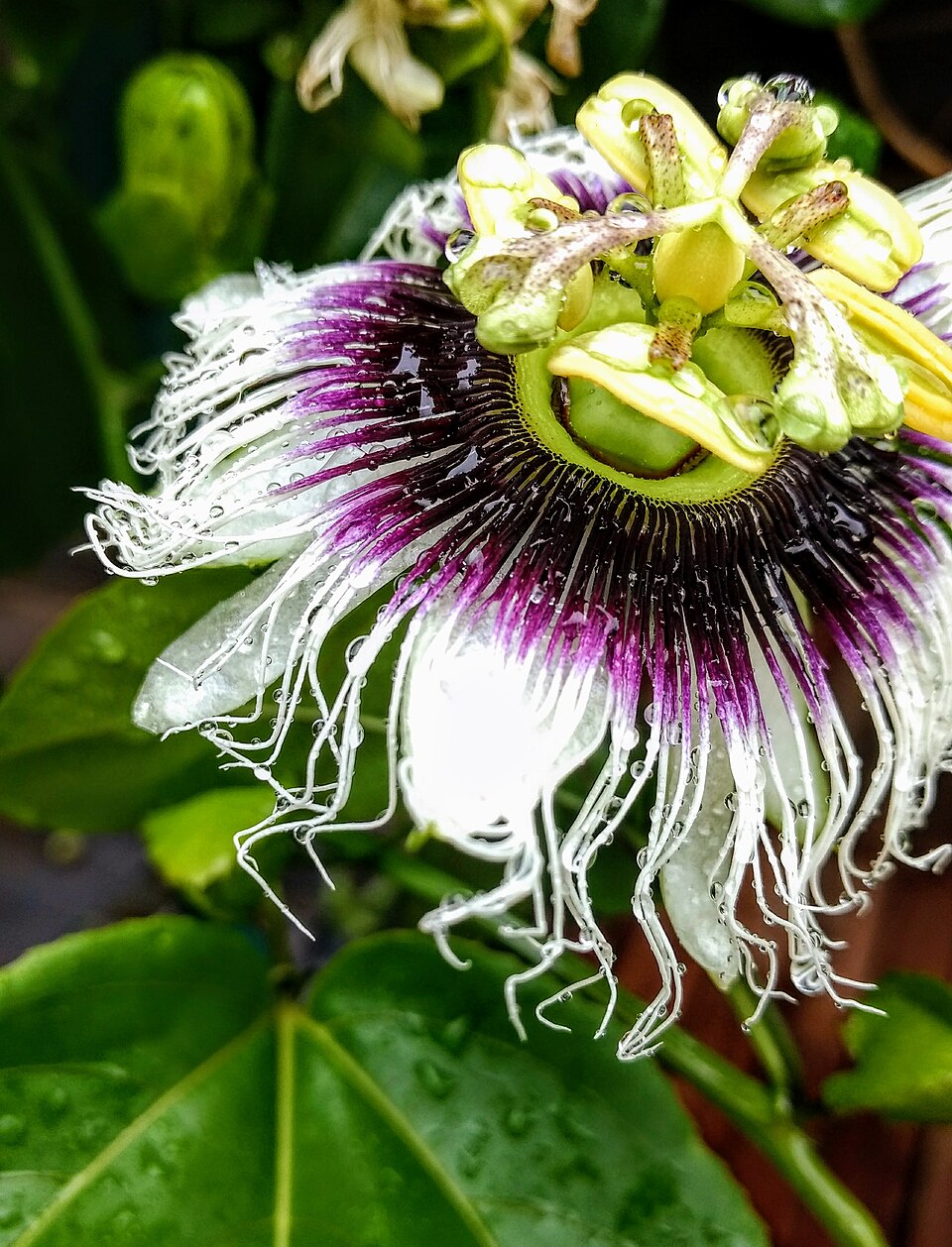 Yellow Passion Fruit