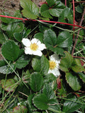 Chilean Strawberry