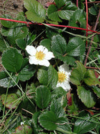 Chilean Strawberry